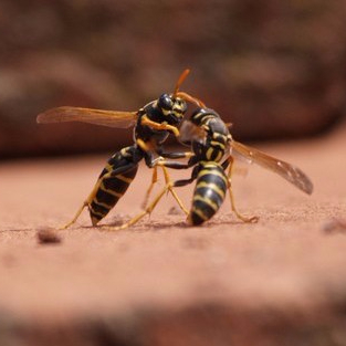 Two bees fighting